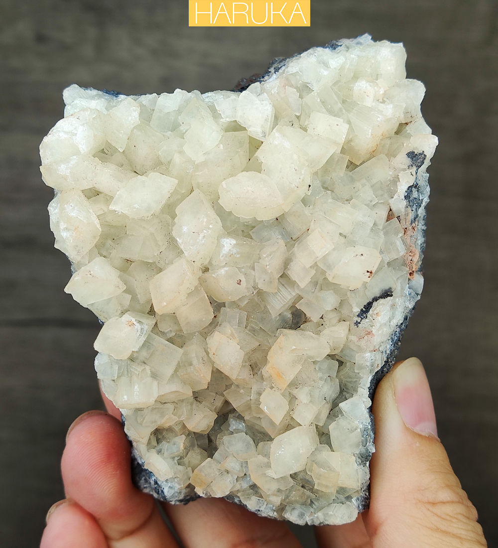 | 頂級 | 大牙水晶力泥 | 力泥 | 稀有 | 滿牙 |