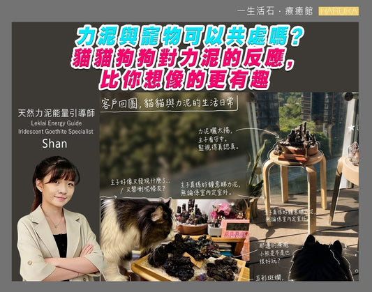力泥與寵物可以共處嗎？貓貓狗狗對力泥的反應，比你想像的更有趣