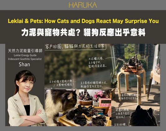 力泥與寵物可以共處嗎？貓貓狗狗對力泥的反應，比你想像的更有趣