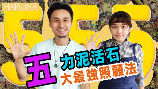 5 大力泥照顧方法：為什麼蜜糖不是首選？【2026 強化力泥功效指南】