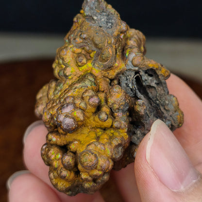 Premium Gold Giant Bead Leklai | Rare Old Mine Gall Core Stone (Approx. 5.5x4cm) | Powerful Wealth Enhancement & Attraction of Abundance | Stable Money Flow, Energy Core Engine | Natural Malaysia Living Stone