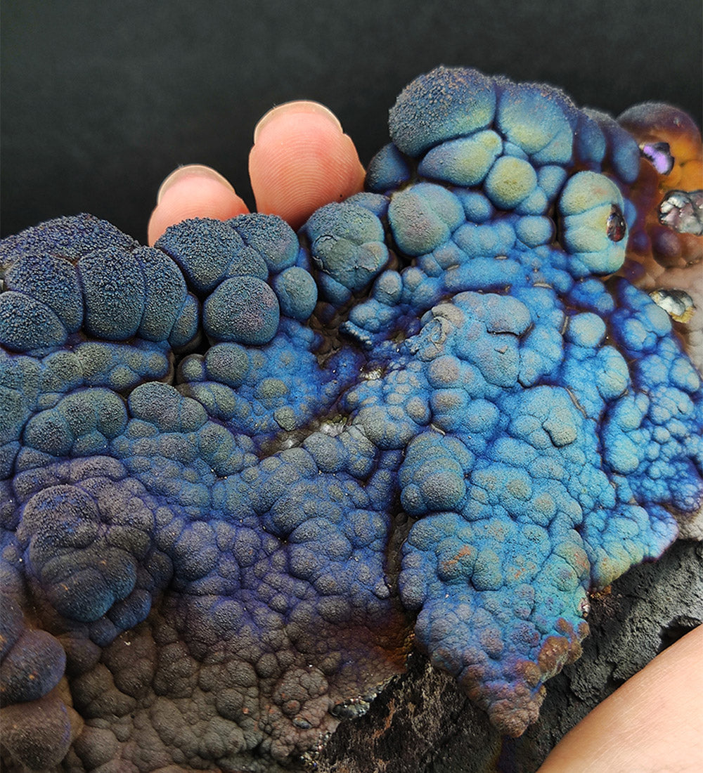 Goethite shape similar：Fish | Big decoration| Top premium rare Iridescent Goethite, Turgite, Hematite, Iridescent | COLOUR: Blue, Silver| 100% natural color |