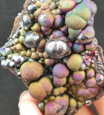 "Top-Grade" Gold & Red Double-Sided Bodhi Bead | 7cm Grand Spec | Deep Blue-Purple Core | Wealth, Luck & Wisdom Powerhouse | Malaysia Natural Leklai