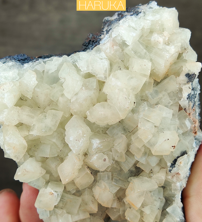 Natural Large-Tooth Crystal Leklai | Shield of Purity & Manifestation for Executive Success