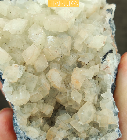 Natural Large-Tooth Crystal Leklai | Shield of Purity & Manifestation for Executive Success