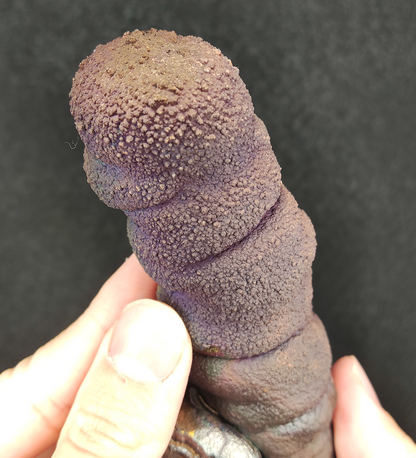 Collection Grade Buddha Pillar | 14.3cm Overlapping Cross Form | Ultimate Corporate Defense & Wealth Anchor | Natural Malaysian Leklai