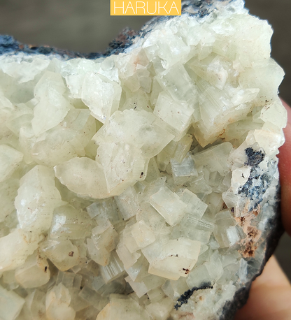 Natural Large-Tooth Crystal Leklai | Shield of Purity & Manifestation for Executive Success