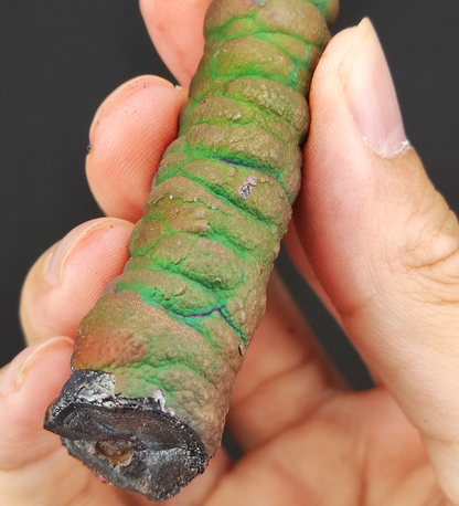 收藏級 水滴系 | 亞嚕家大佛柱 (9.8cm) | 宇宙之心的極致生機與絕對指向守護