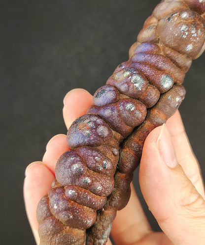 "Ultimate Collector Grade" Purple Aged Shell Big Buddha Twin Pillar (15cm) | Rare Ginseng Shape x Concentrated Core | Supreme Directional Authority | Natural Malaysian Leklai