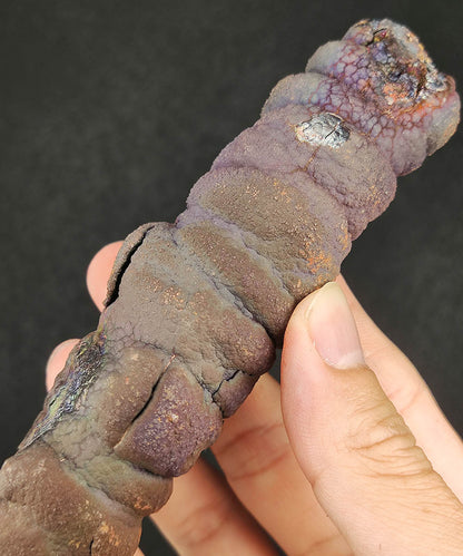 Premium Malaysia Natural Leklai Pillar 11.7cm | Aged Purple Shell | Wisdom Anchor & Career Guardian | Directional Wealth Manifestation