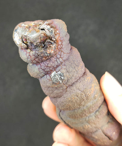 Premium Malaysia Natural Leklai Pillar 11.7cm | Aged Purple Shell | Wisdom Anchor & Career Guardian | Directional Wealth Manifestation