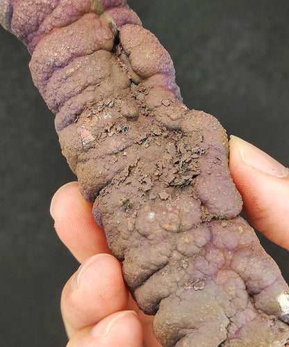 Premium Malaysia Natural Leklai Pillar 11.7cm | Aged Purple Shell | Wisdom Anchor & Career Guardian | Directional Wealth Manifestation