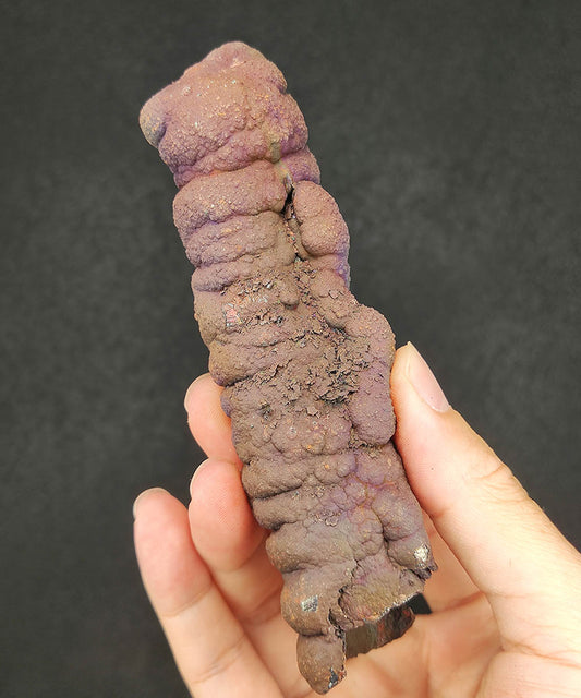 Premium Malaysia Natural Leklai Pillar 11.7cm | Aged Purple Shell | Wisdom Anchor & Career Guardian | Directional Wealth Manifestation