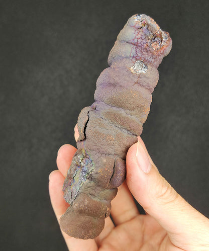 Premium Malaysia Natural Leklai Pillar 11.7cm | Aged Purple Shell | Wisdom Anchor & Career Guardian | Directional Wealth Manifestation